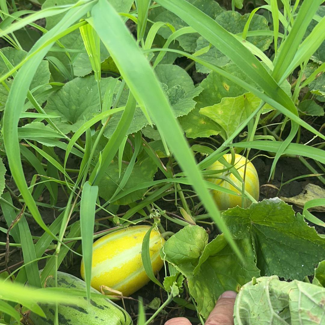 昊昊好物分享