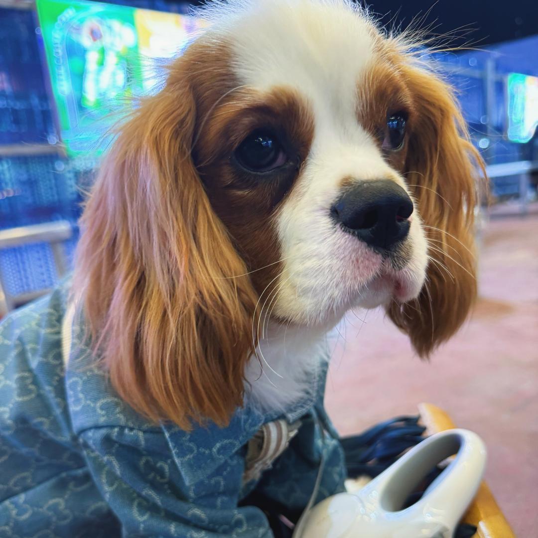 查理是查理王🐶