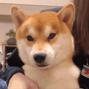 林拾壹(树洞版)