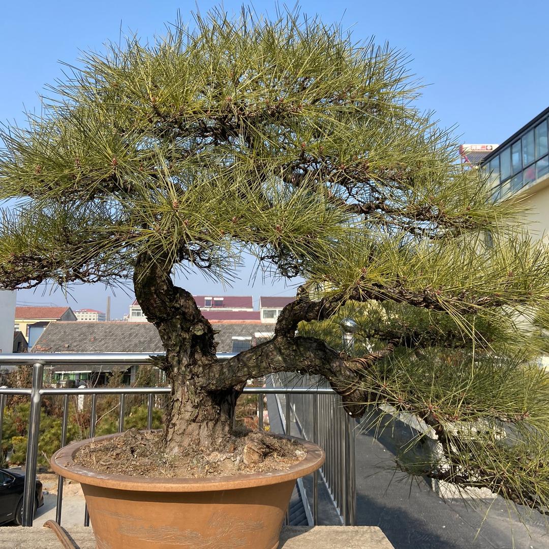 中和黑松园林(专做黑松,黄杨,济州真柏)