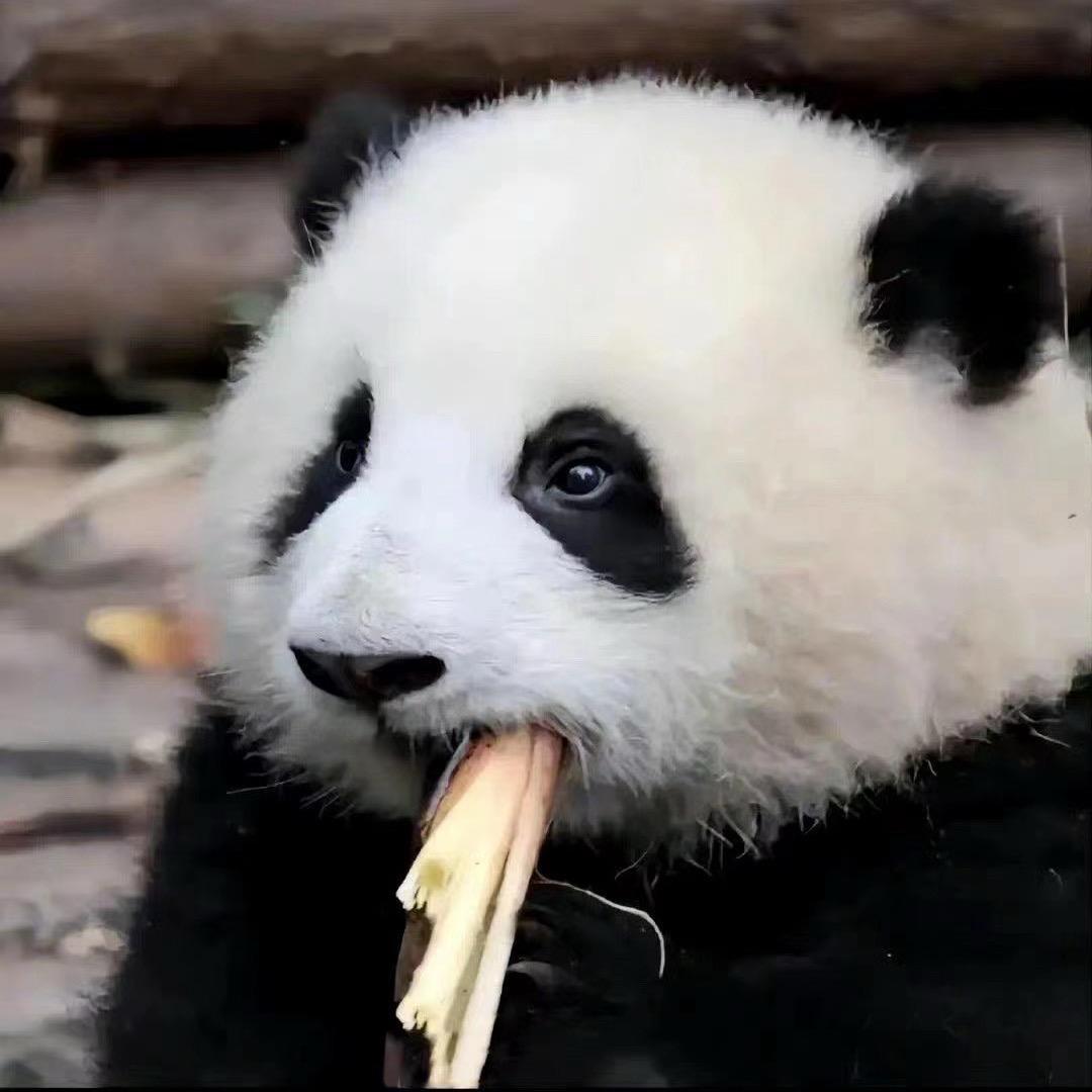 浔东机王-