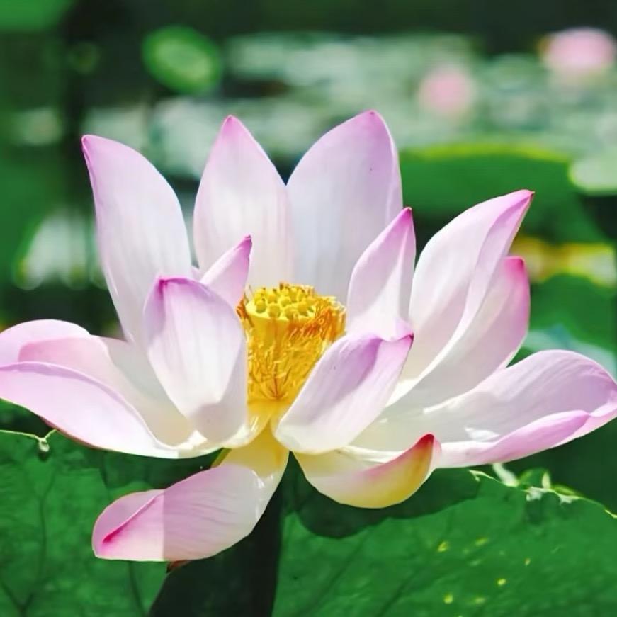 好运莲莲🪷