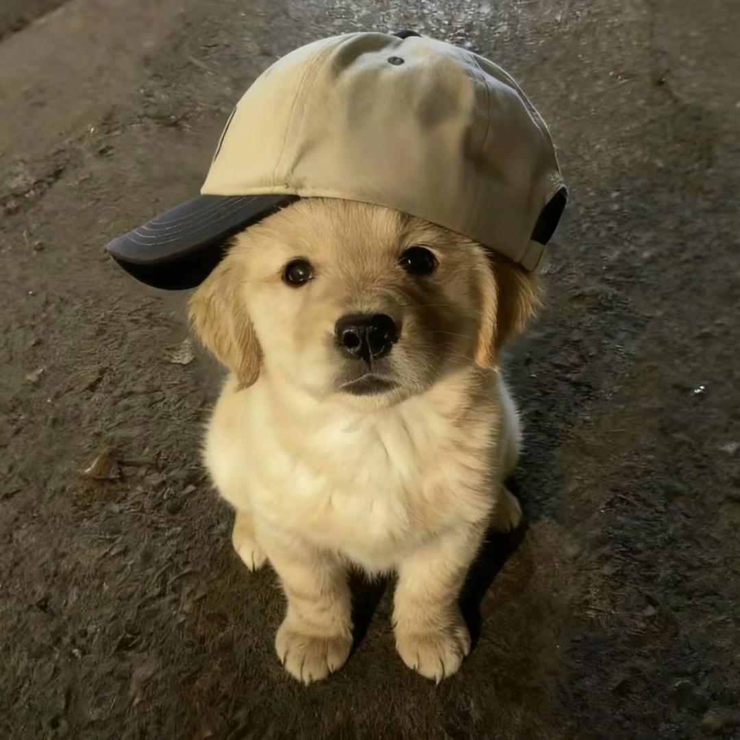 小猫（三角洲行动）