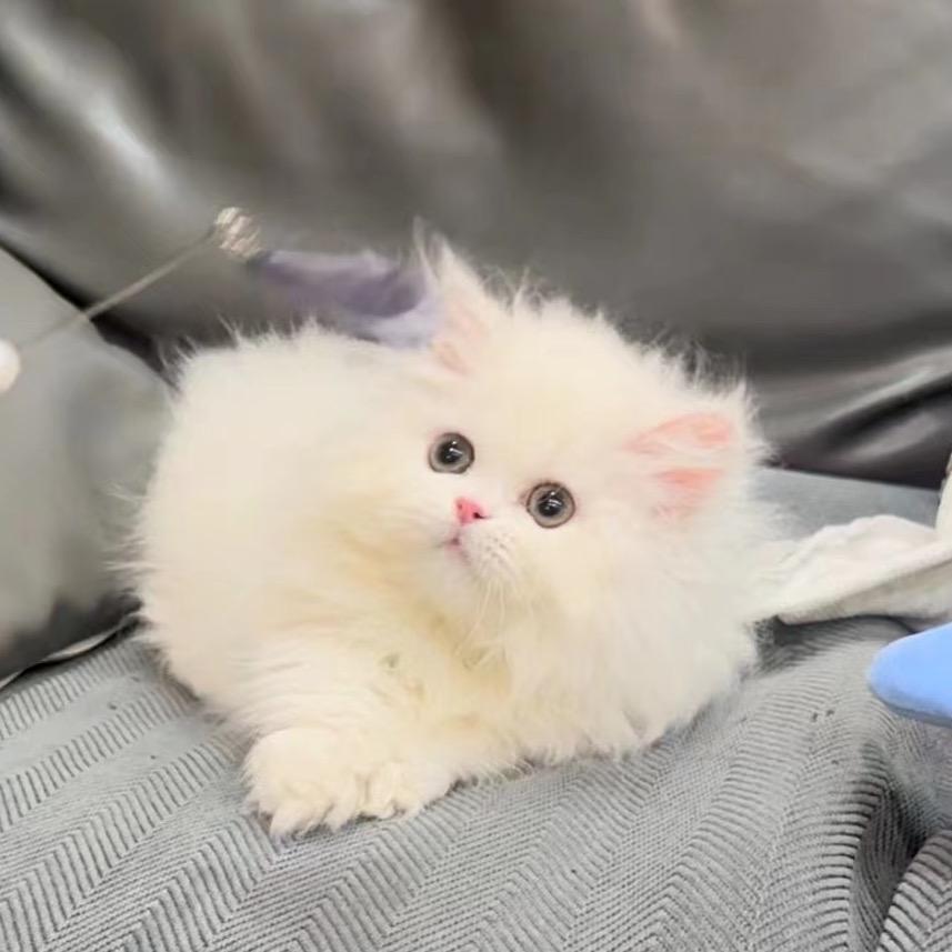 熊猫嘻嘻