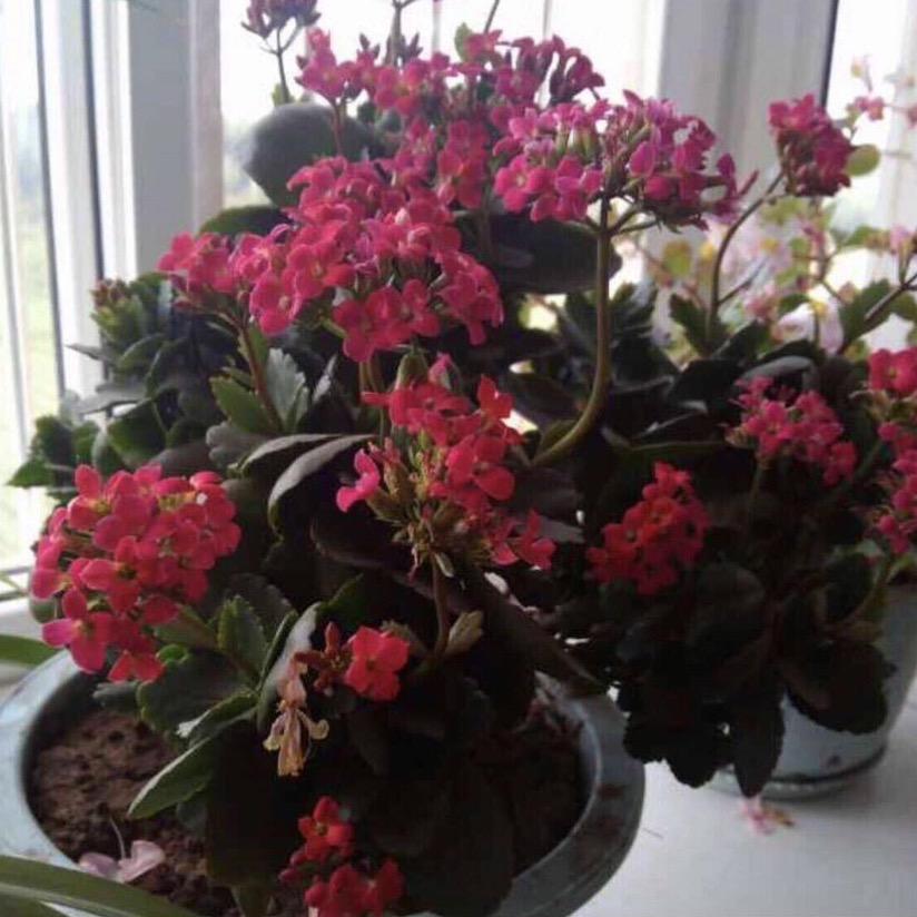 花开的季节头像