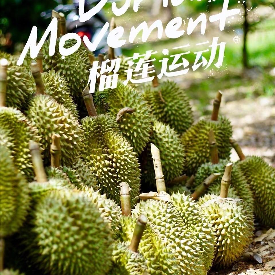 夏夏榴莲
