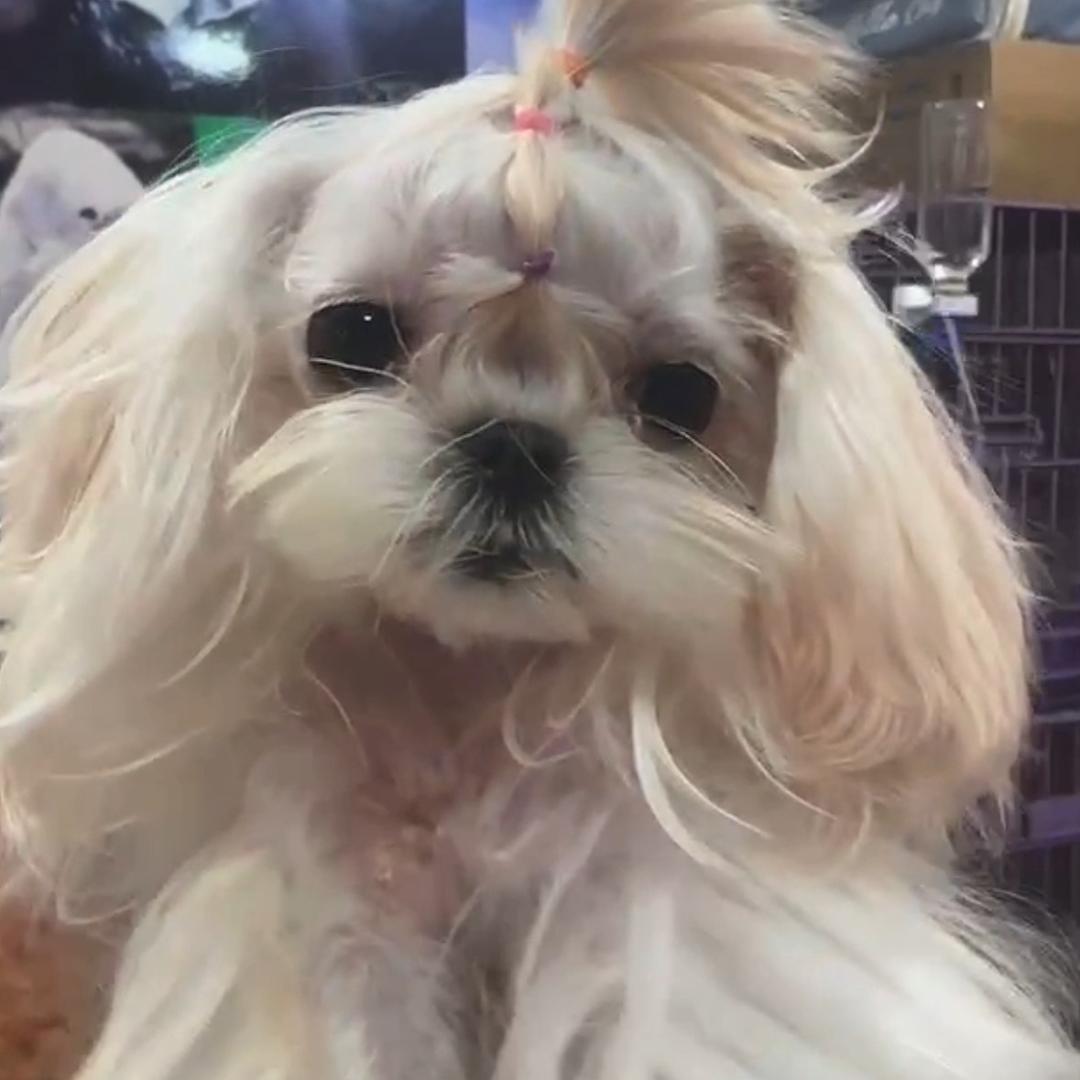 小旭萌宠