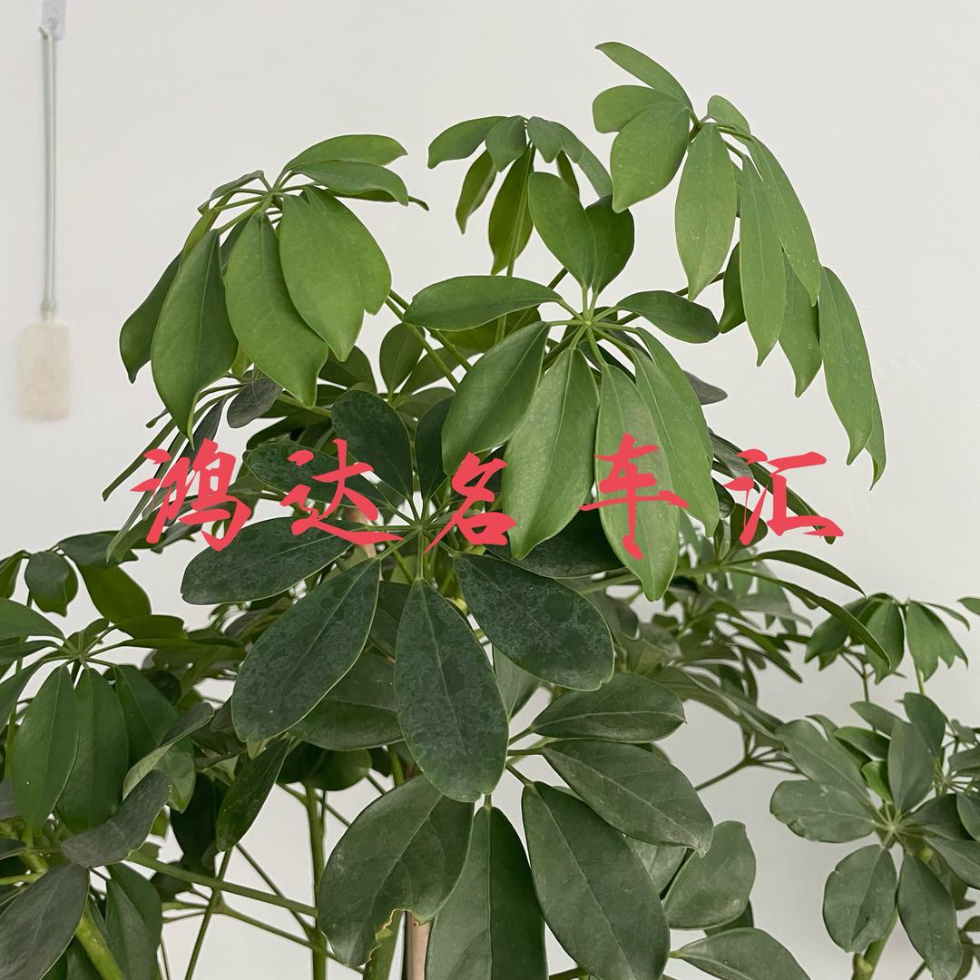老A8也是A8
