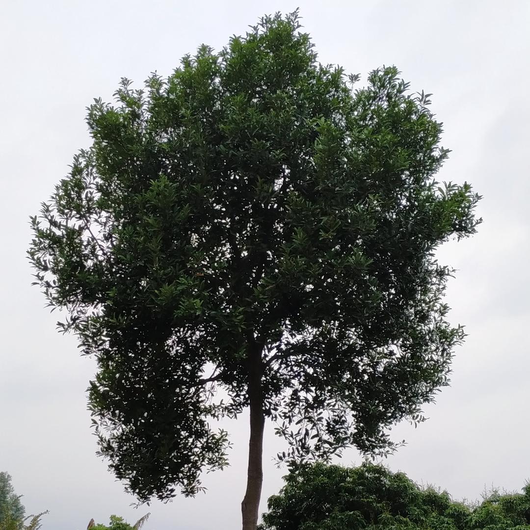 胃最思鄉