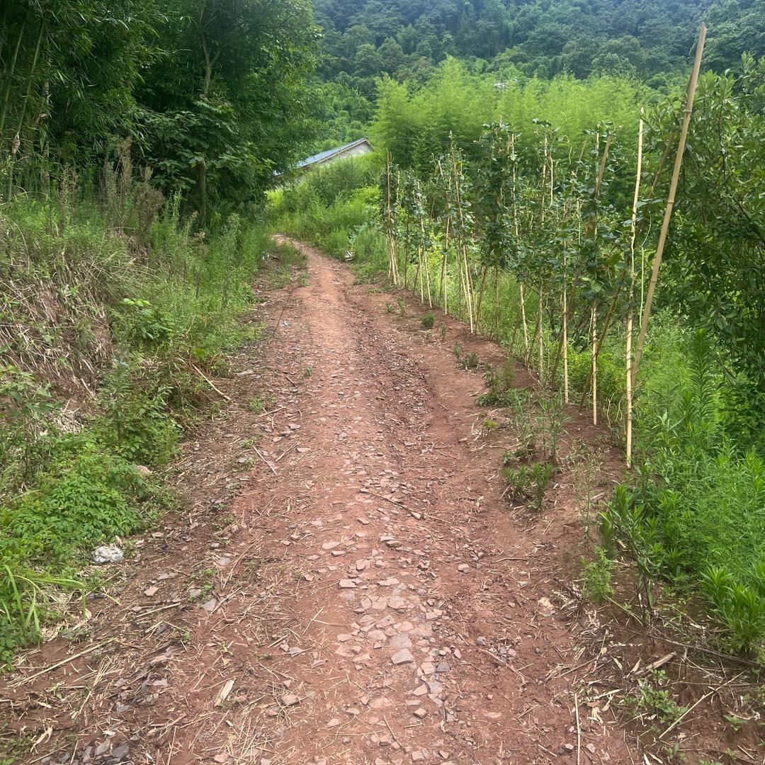 龙心犹在月光寒