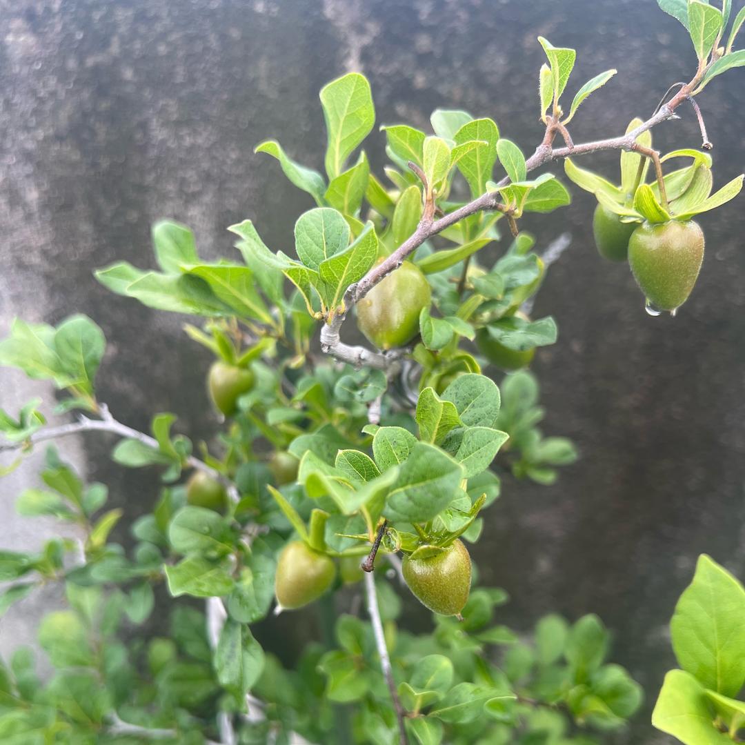 雲鼎园艺花卉坊