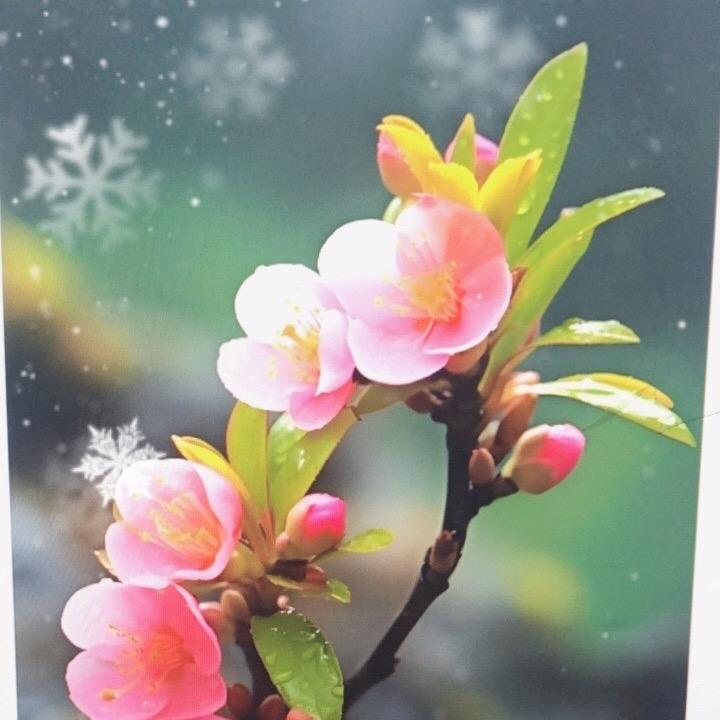 桃花织衣