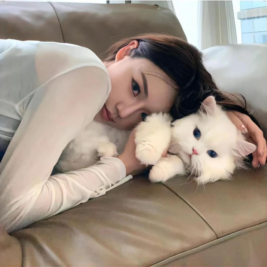 巷子里的猫