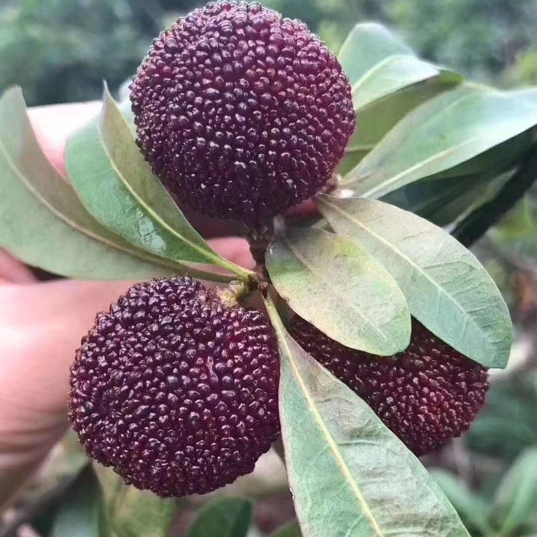 仙居杨梅直发