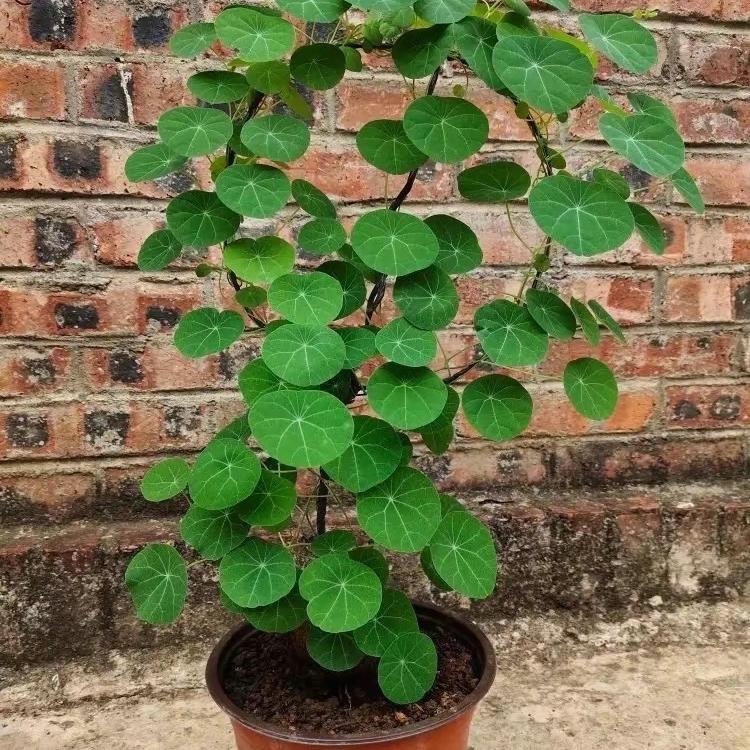 奇花异草坊