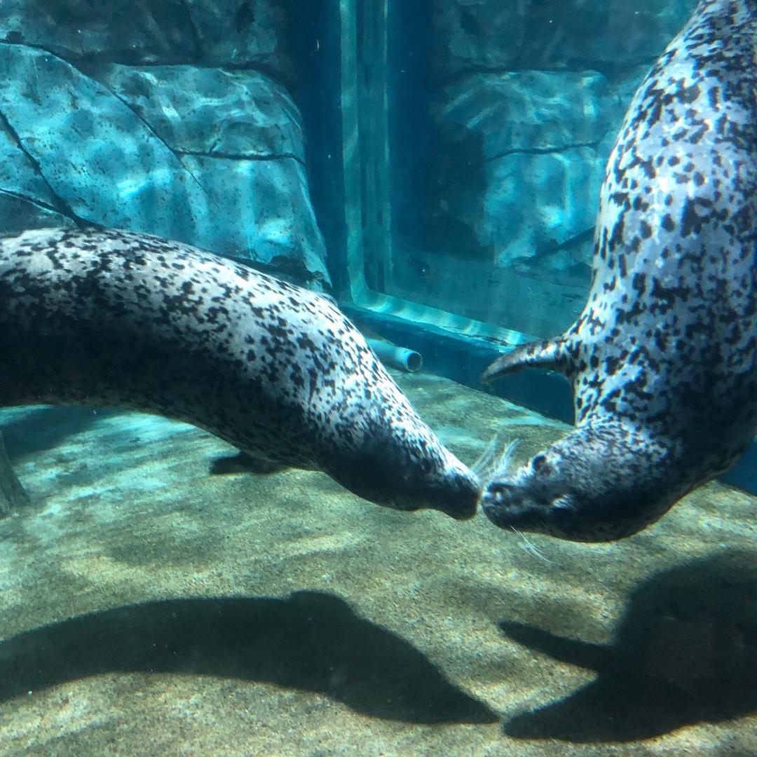 🏍️收车的🛵