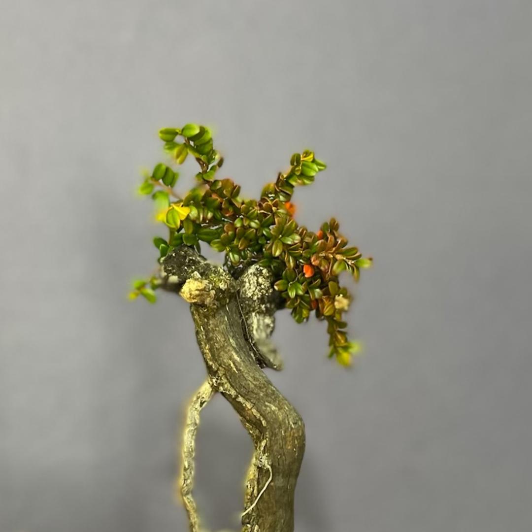 植来植往绿植盆栽