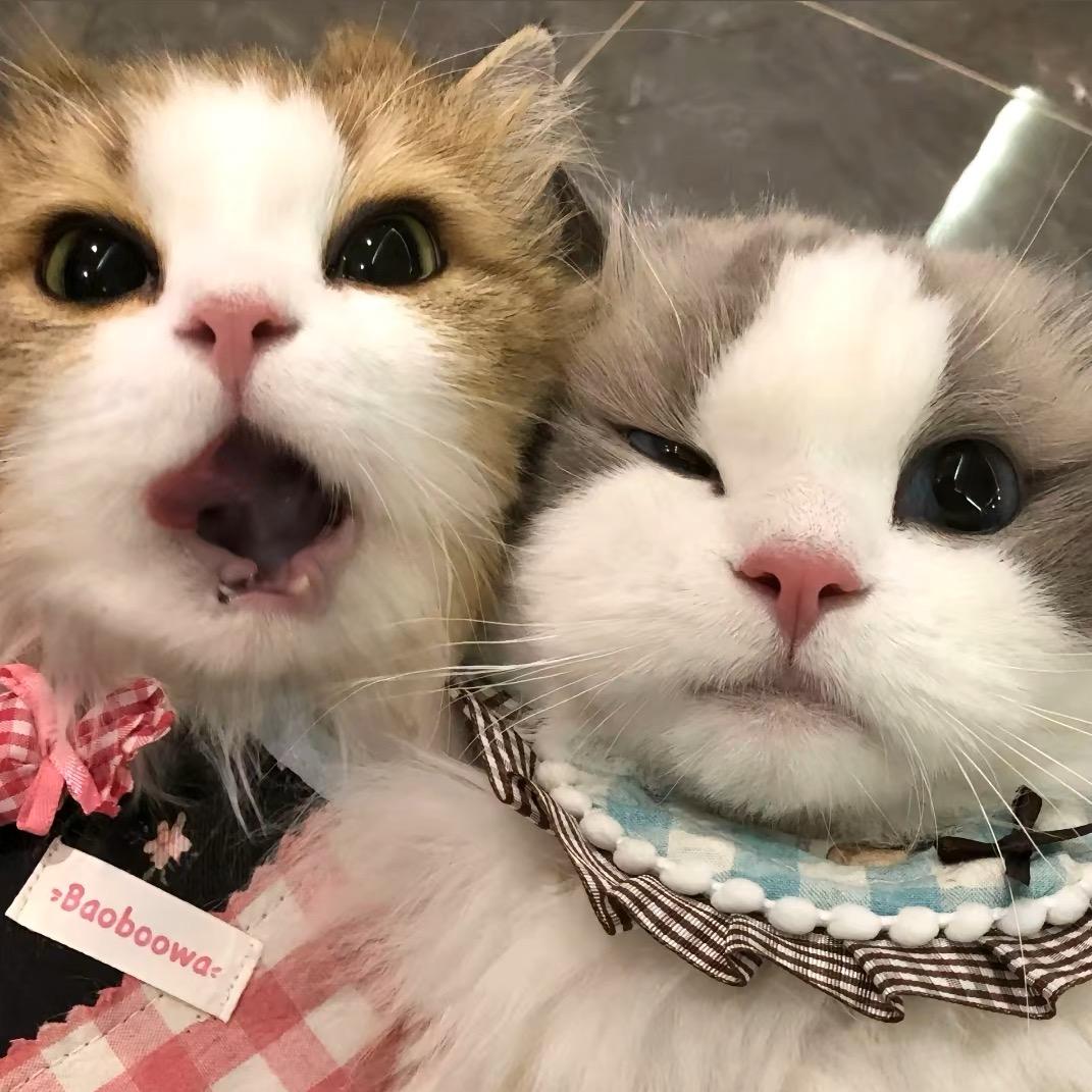 ㅤ  养只猫.
