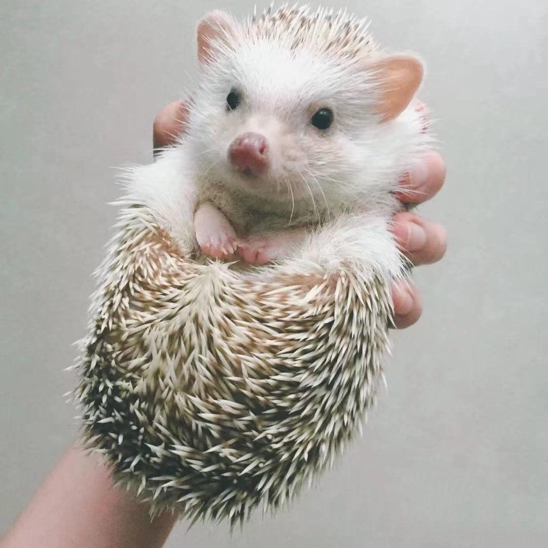 别碰～扎手……