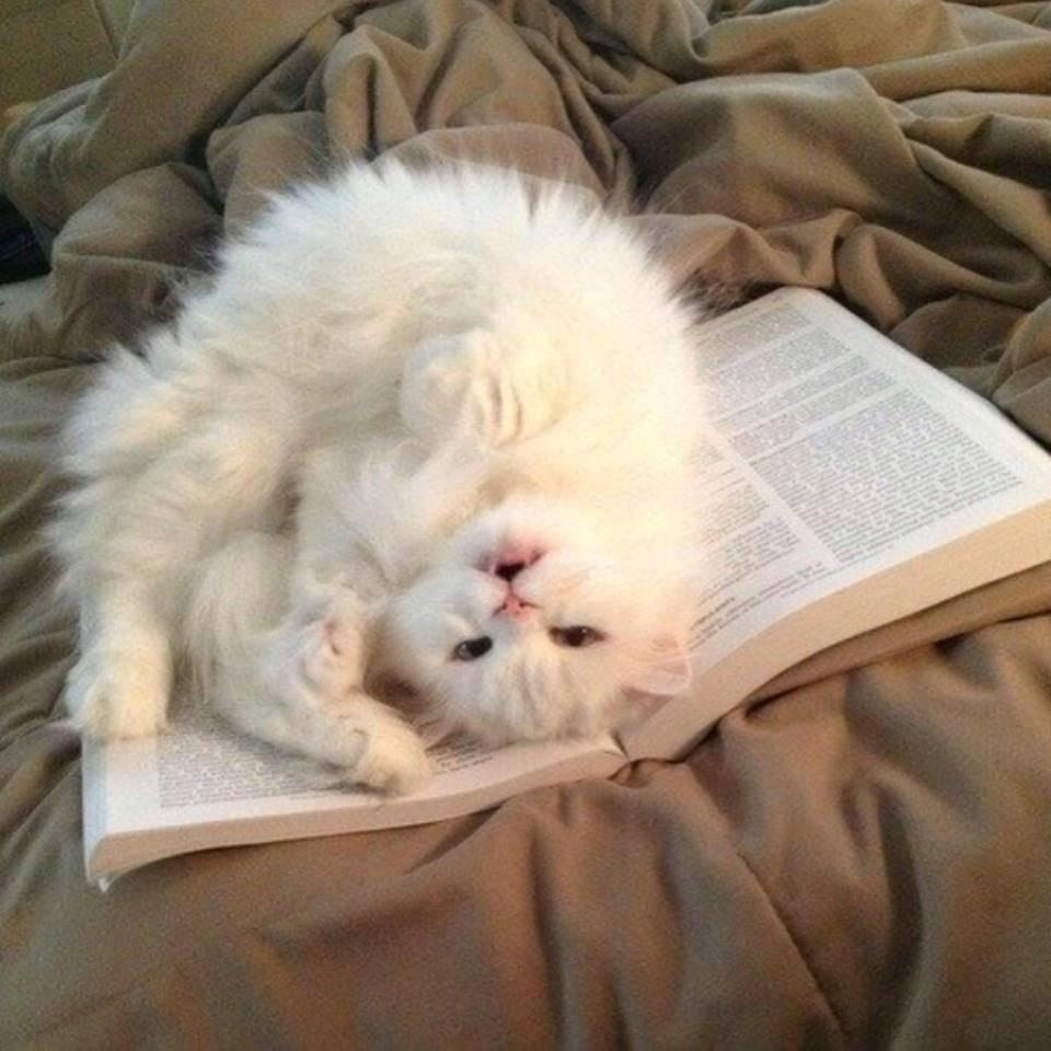 橙子味的猫ฅ