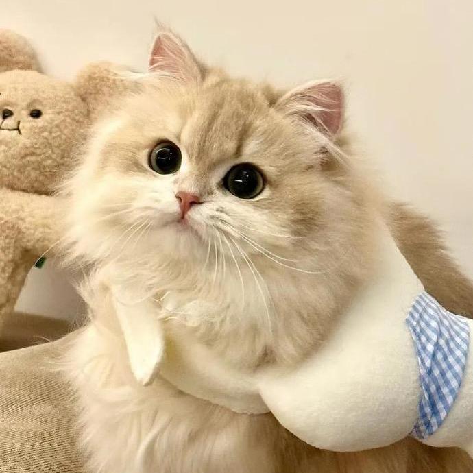 凌晨一点的猫