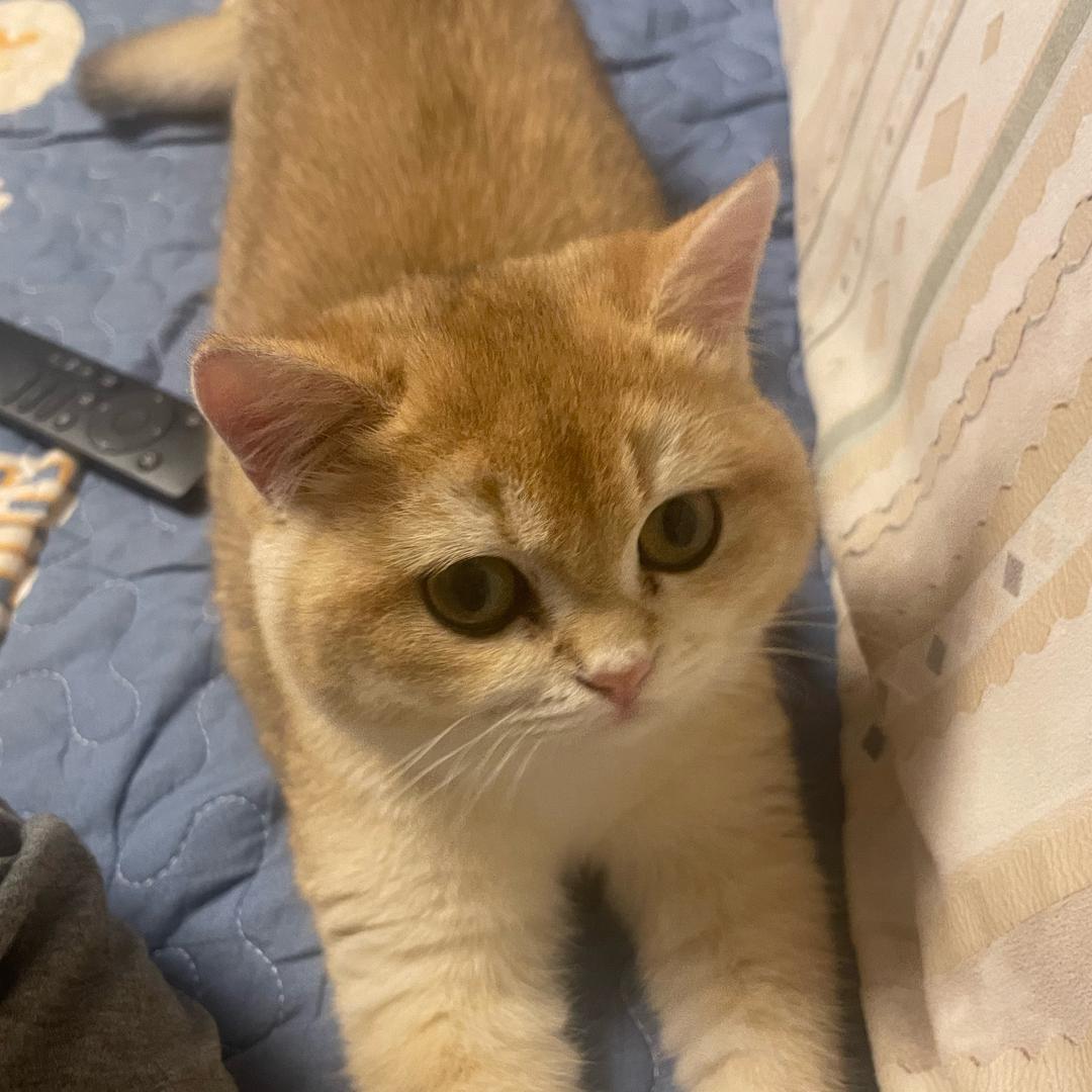 橙^_^🍊