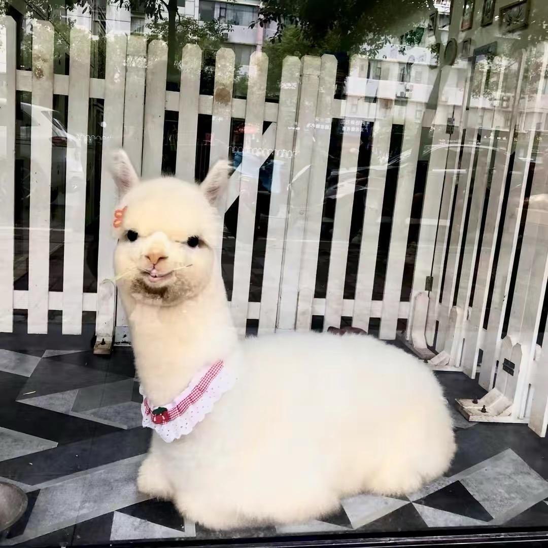 a心宠宠物店