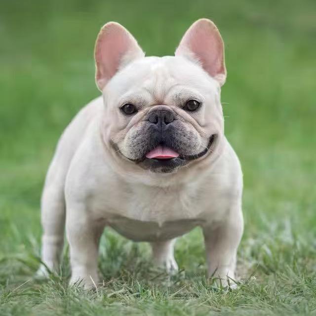 大唐家的小法斗3号