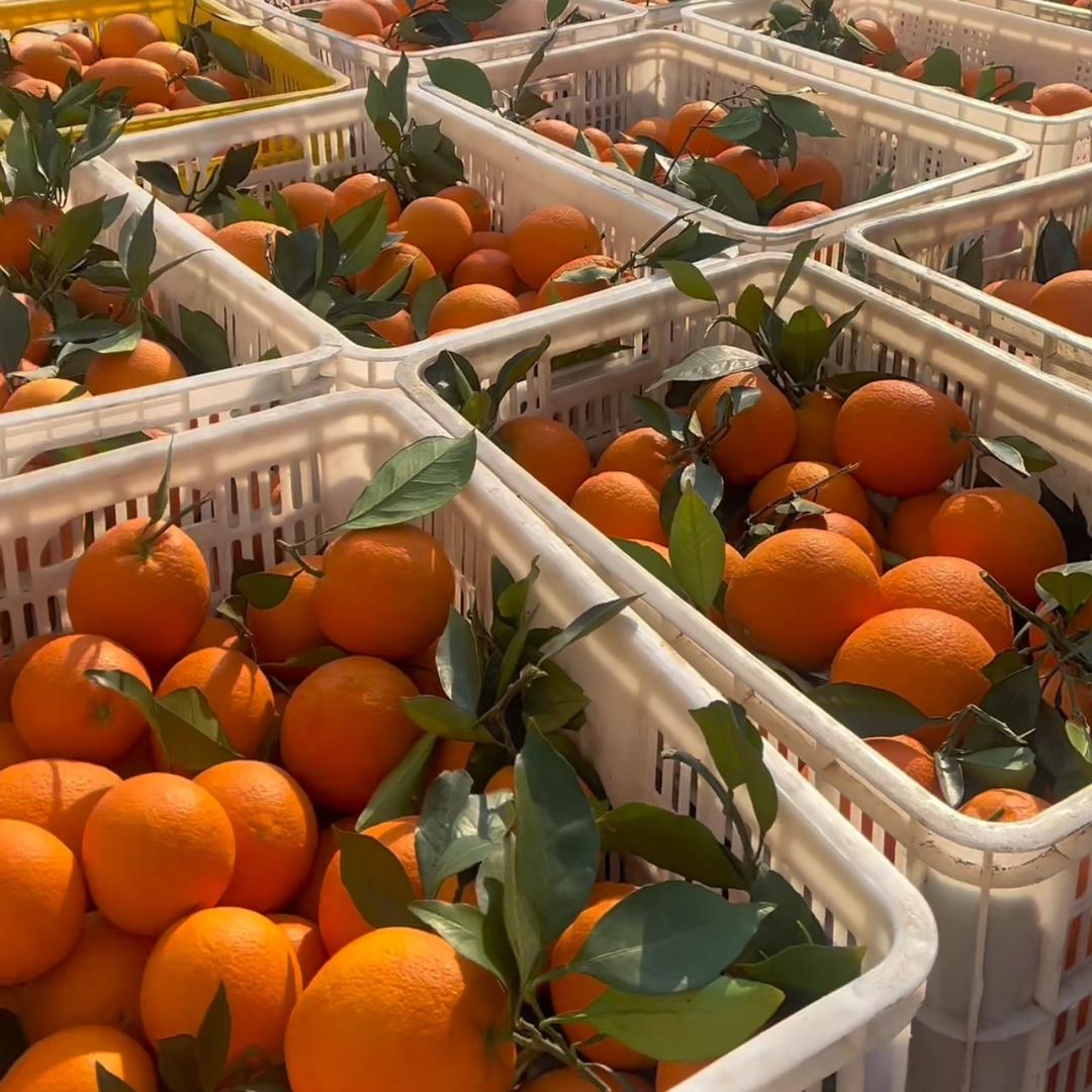 秭归脐橙（代收）