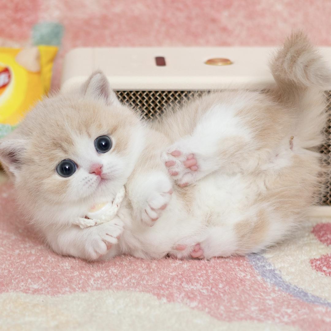 小熊与猫