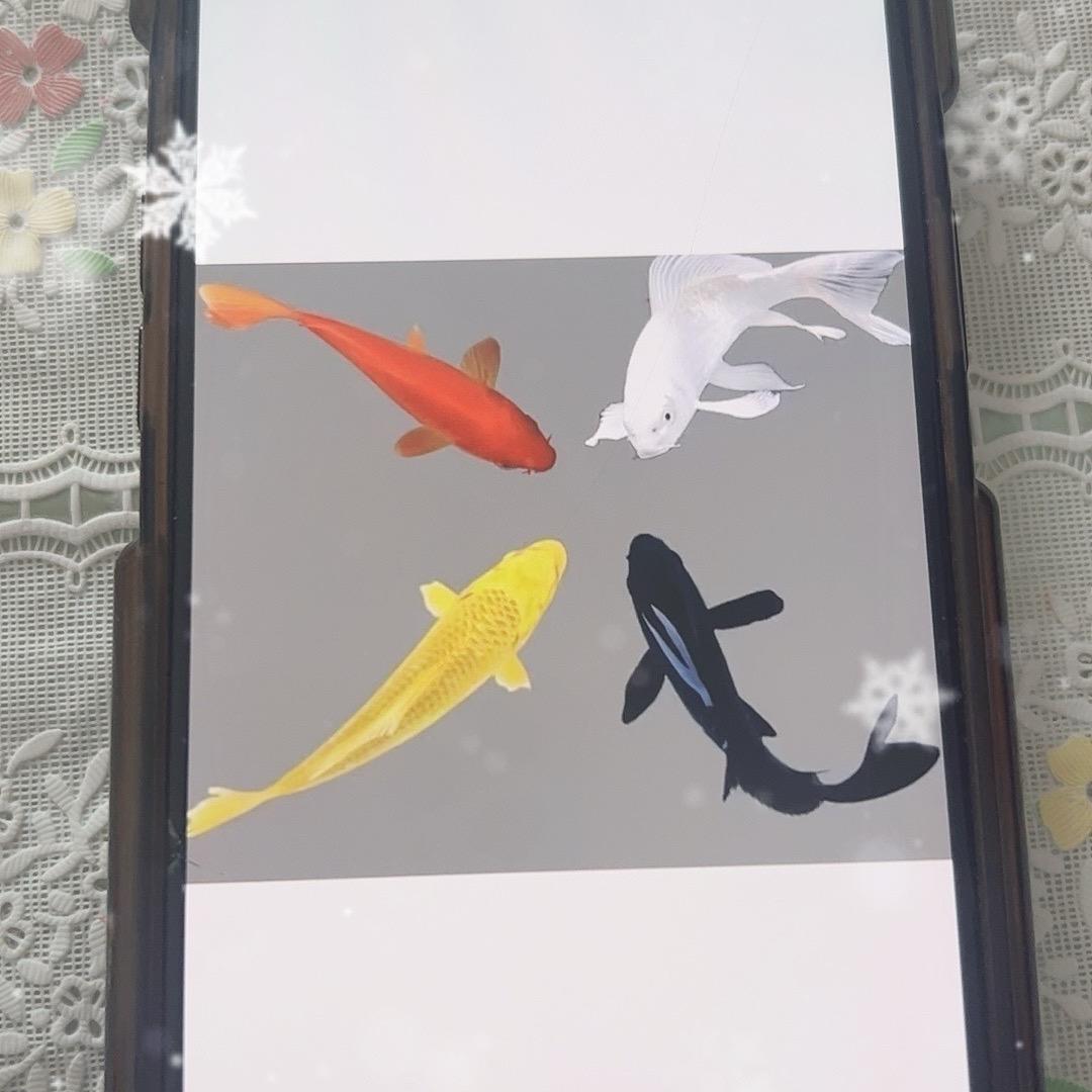 小琦家的金鱼