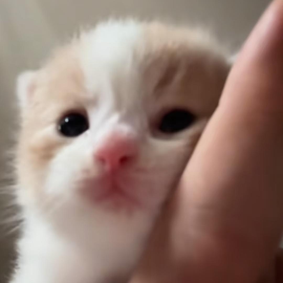 小呆乖