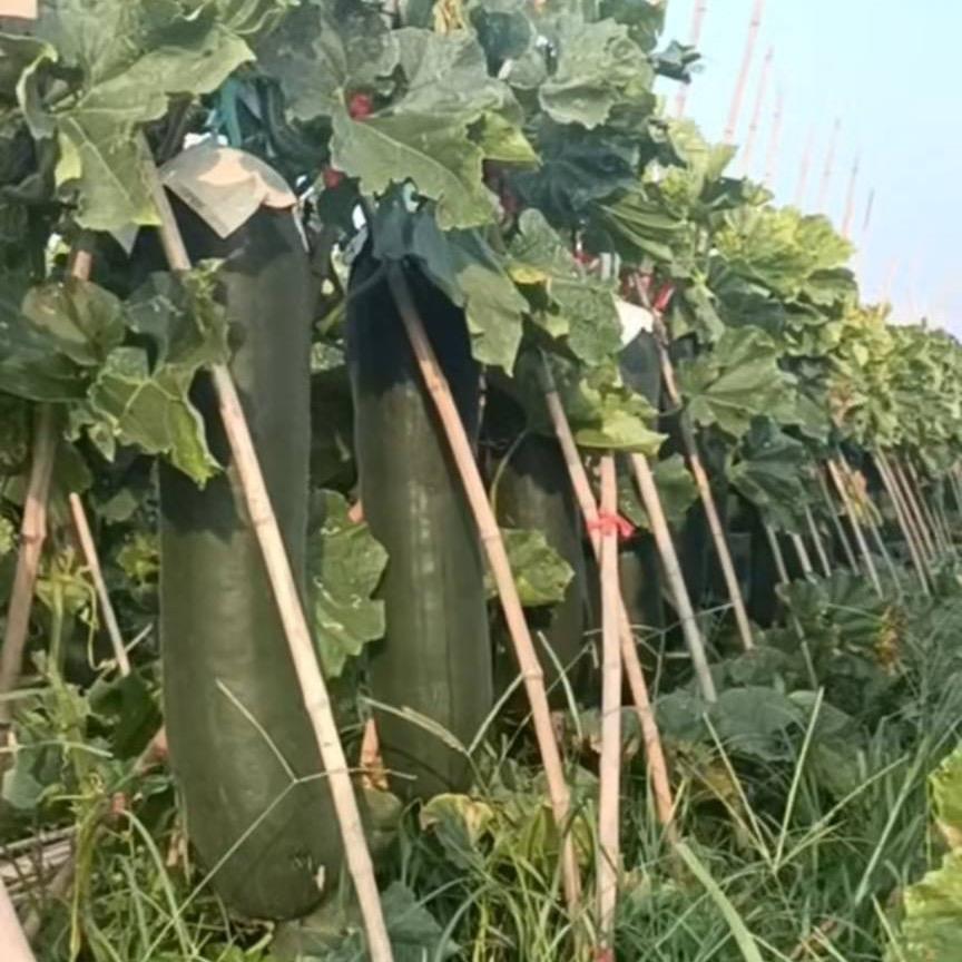 河南冬瓜代办曹凤芝