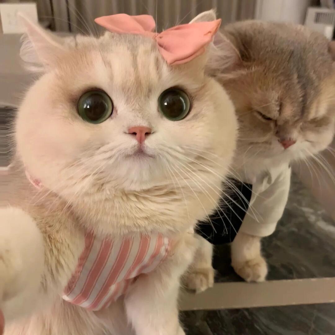 小猫睡了.🧸ྀི