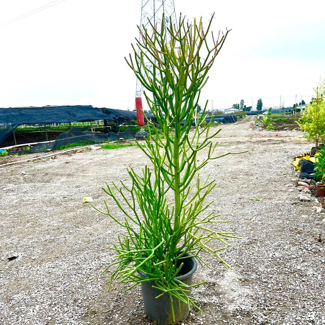 眼镜哥绿植基地