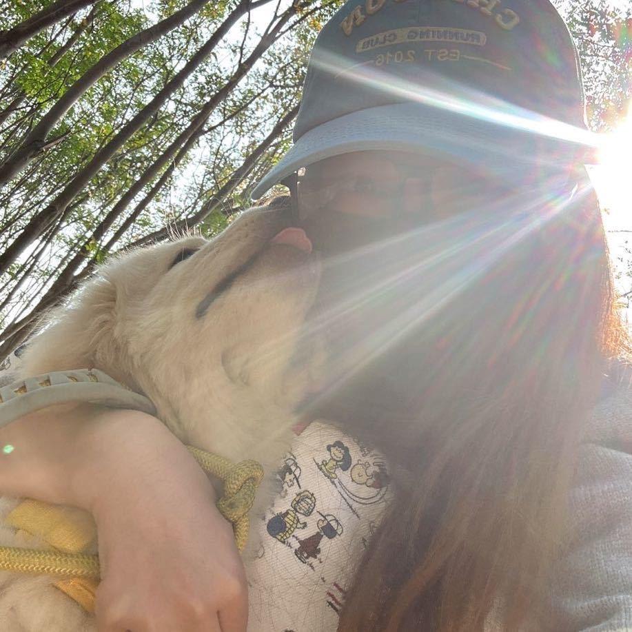 蠢萌的金毛money