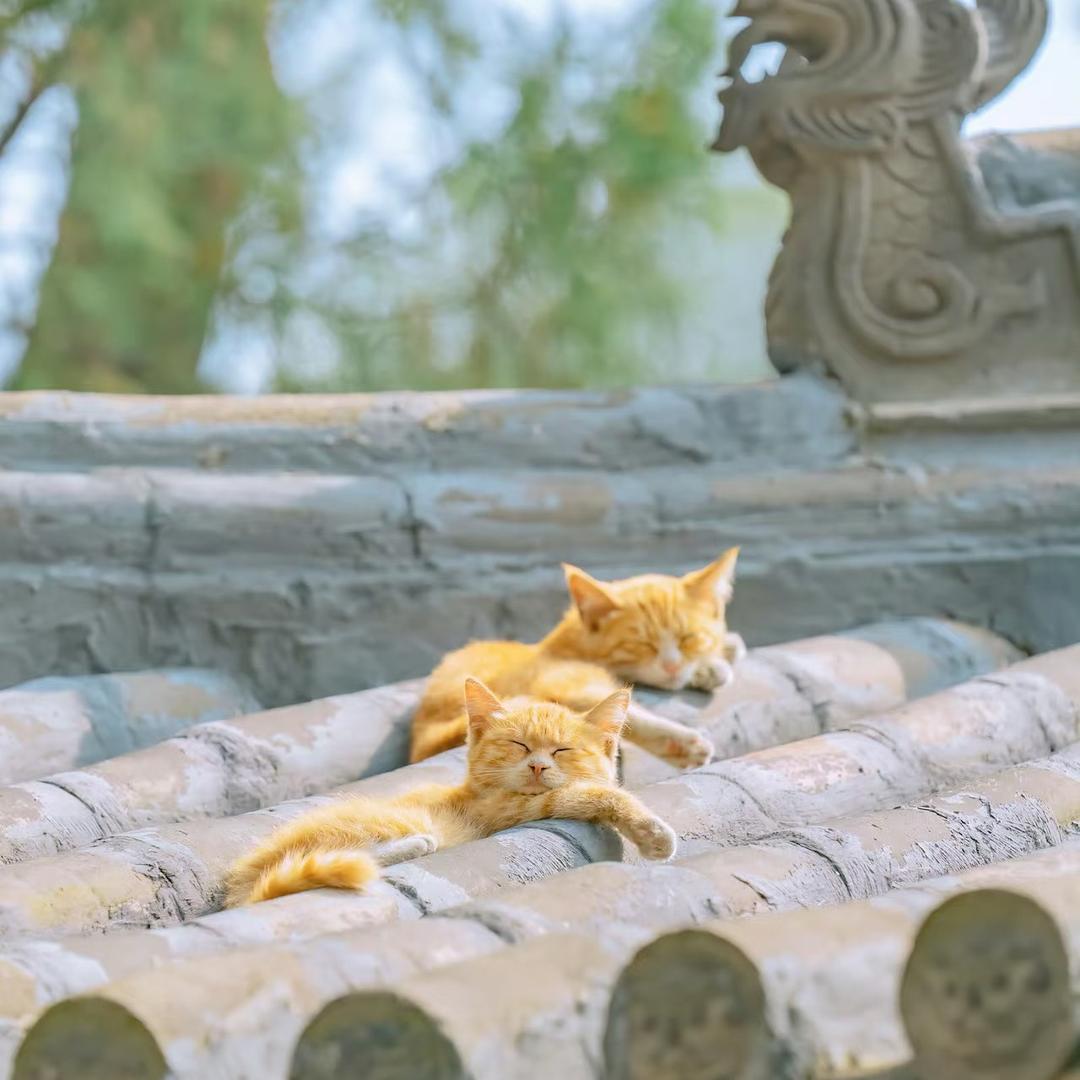 北窗一枕