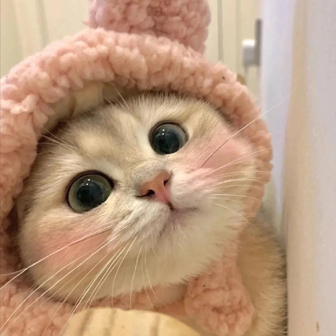 小鼻噶猫舍