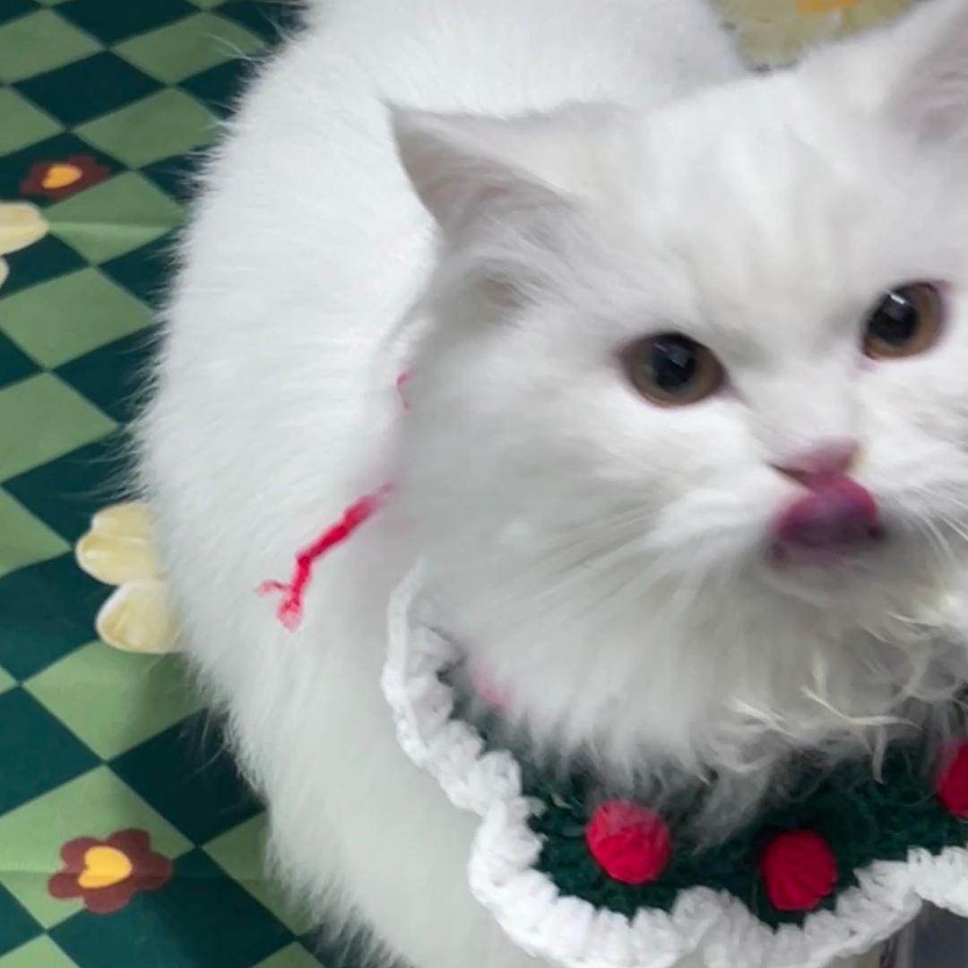 牛马和她的猫