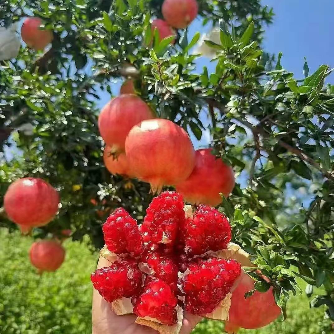 丽丽家的石榴