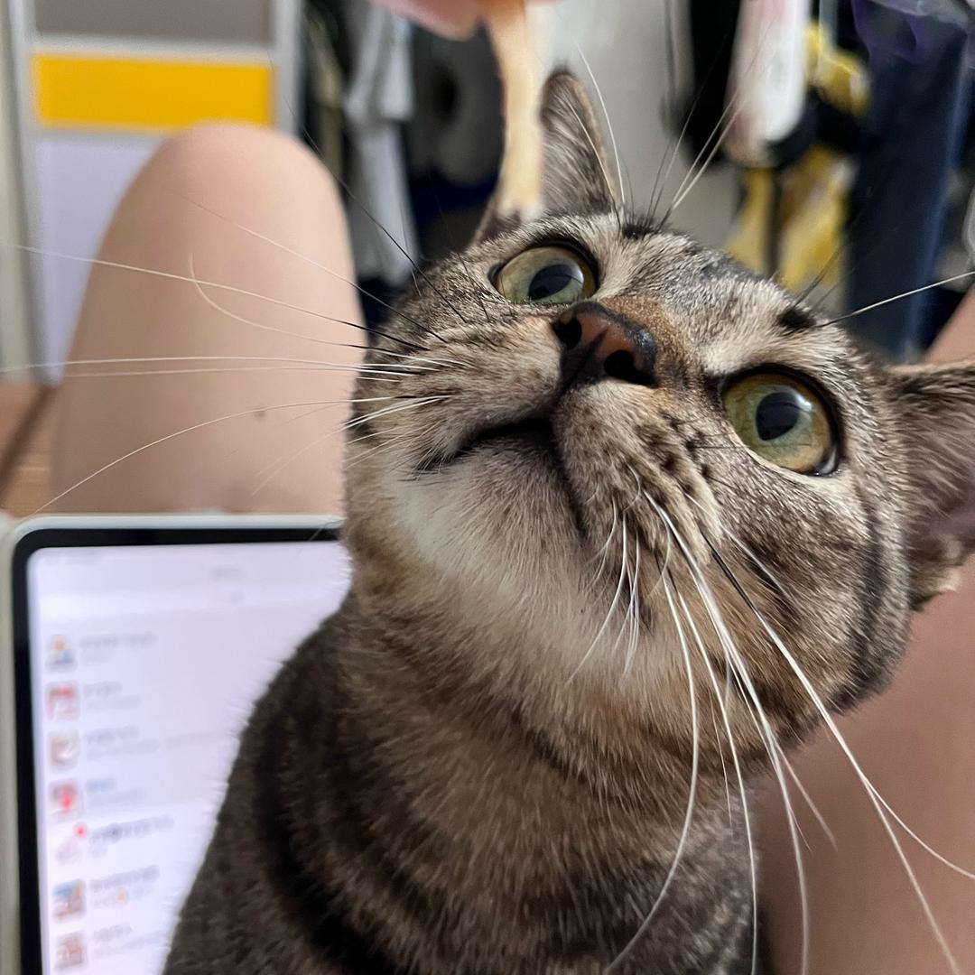 喵喵喵🐈‍⬛的毛老师