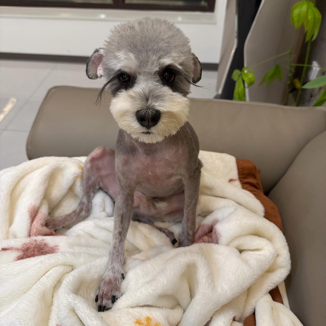 茜茜爱吃卷卷！