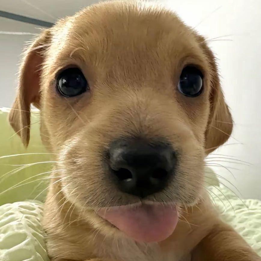 笨蛋小狗