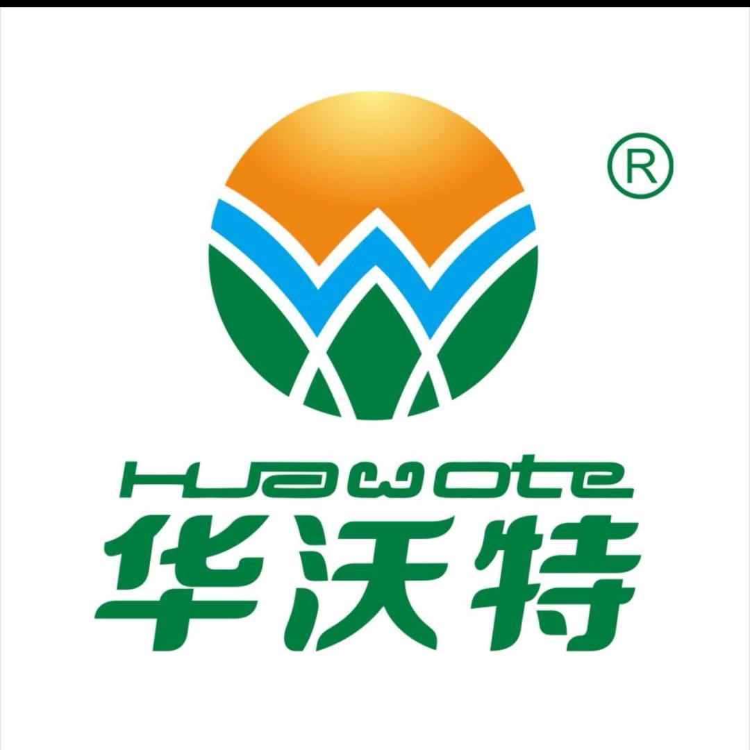 黄金桉树