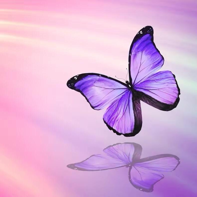 🦋梦中蝴蝶🦋