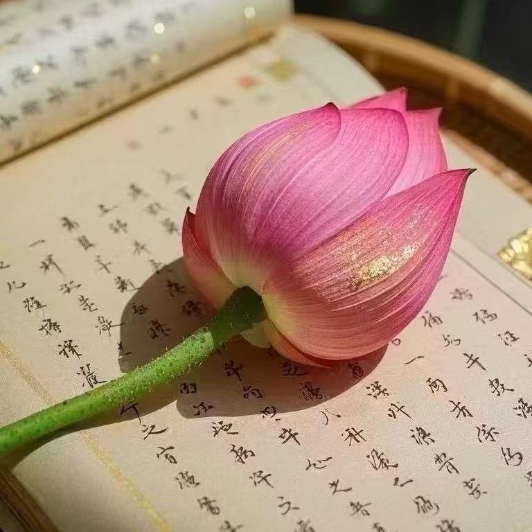 开心♥️向日葵🌼