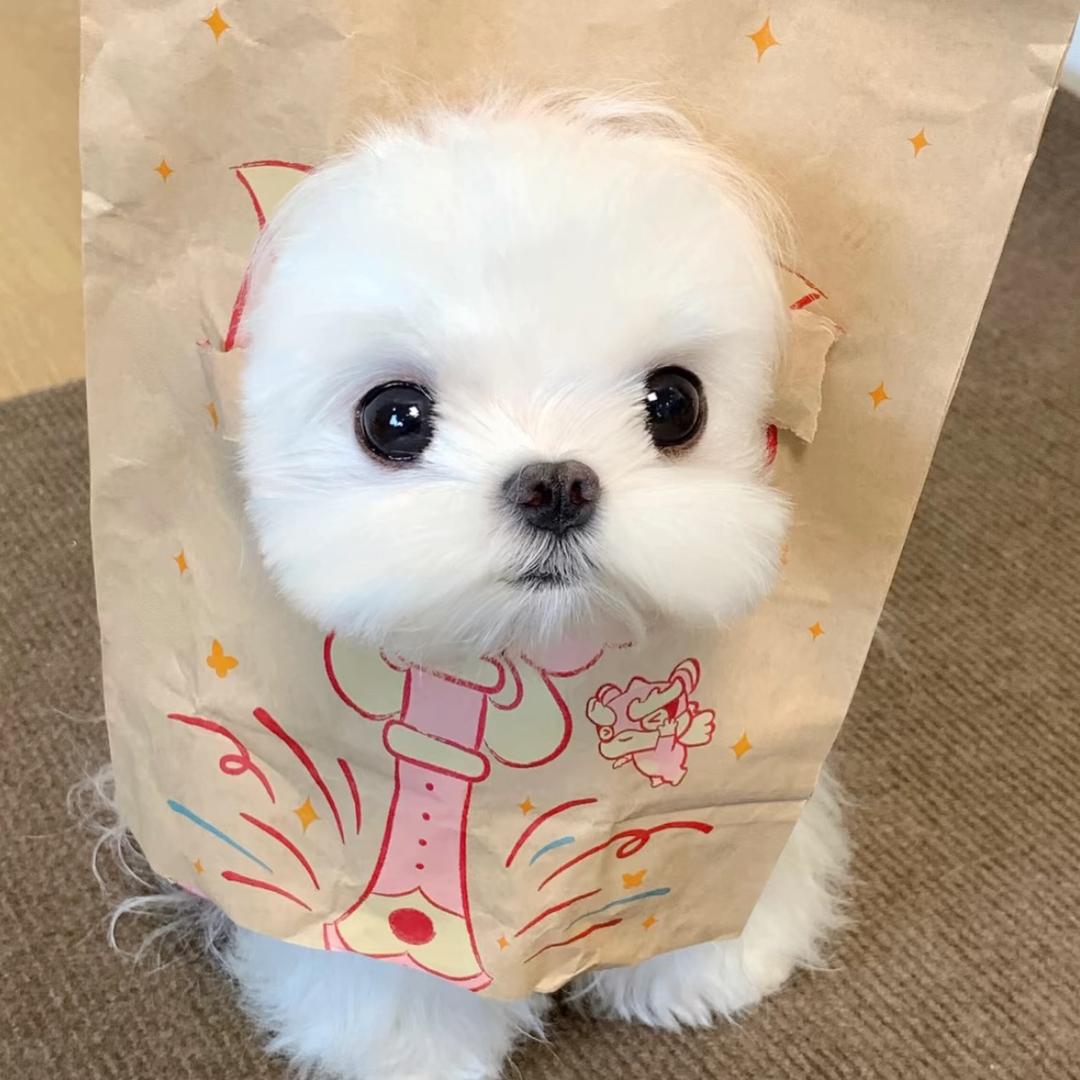 倪好像星巴克