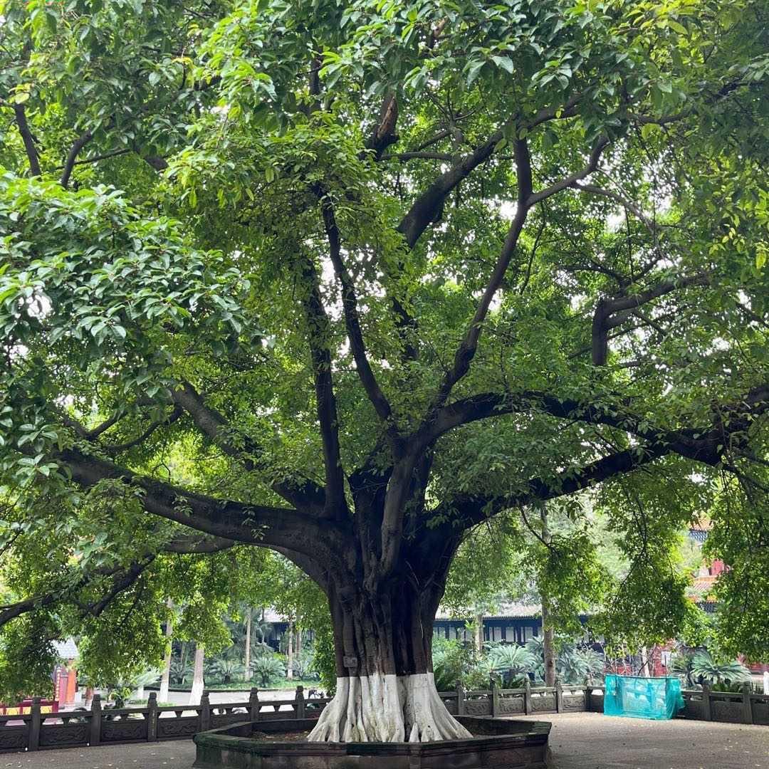 专职炒股的小律师