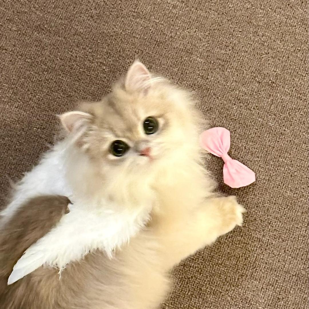 天才小时（12.15🐣🎂）