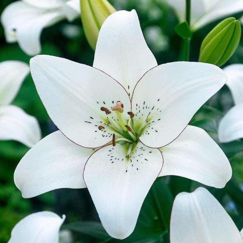 晴姐的小花园